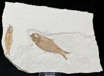 Multiple Knightia Fossil Fish Plate - x #22296-1